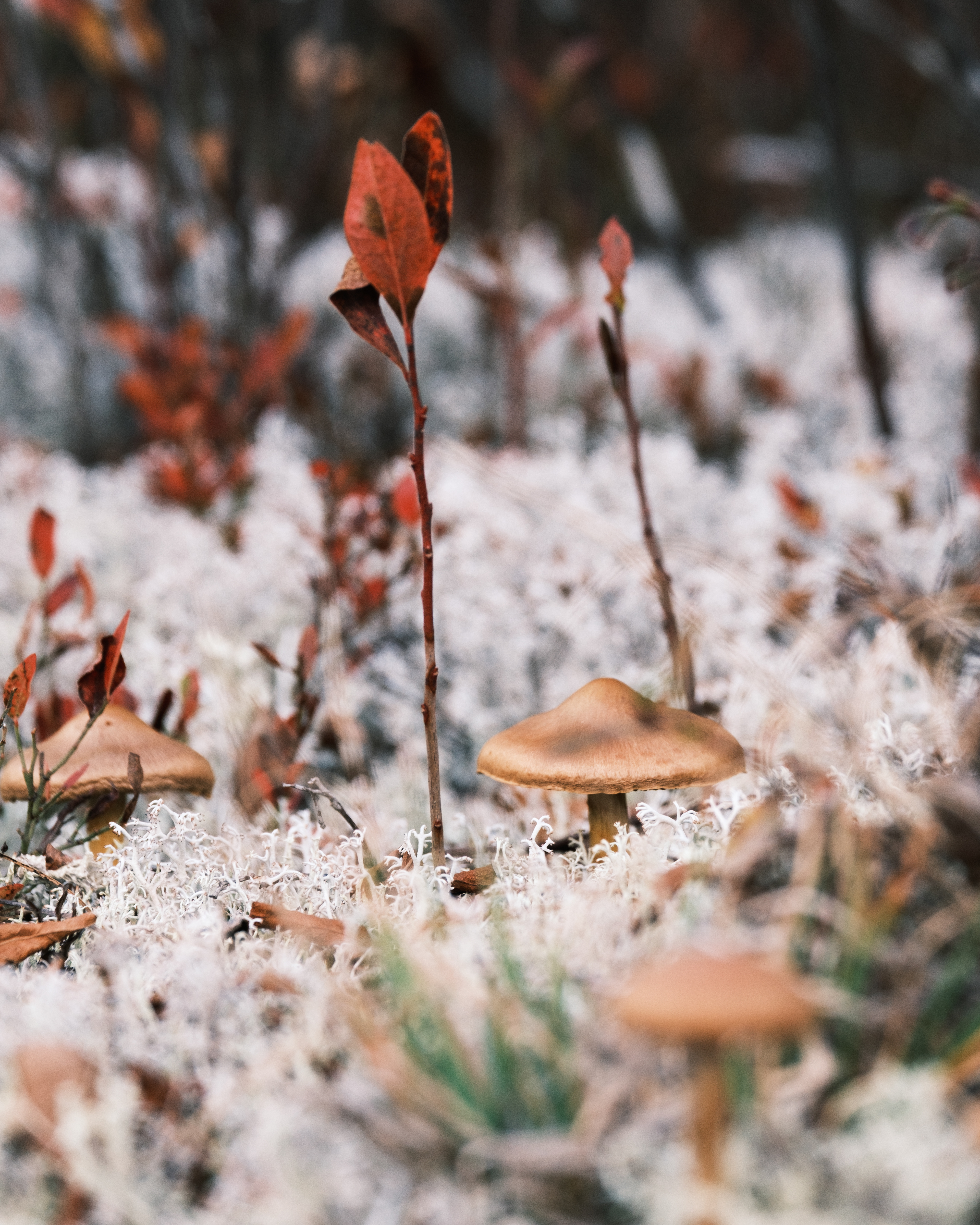 Great Pond Mountain, Maine