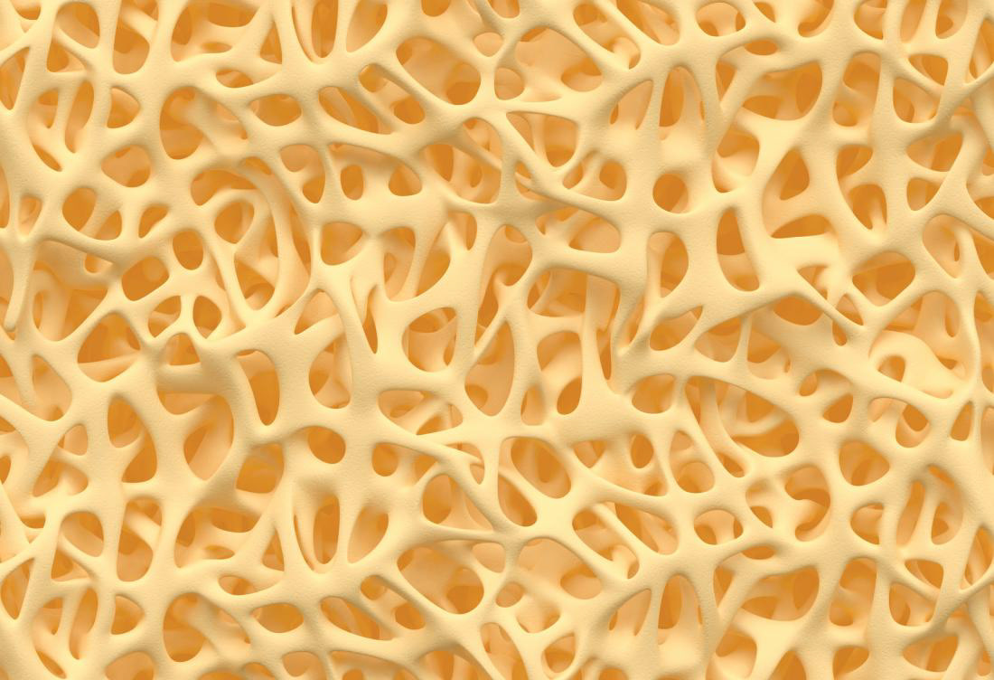 Internal Structure of bones
