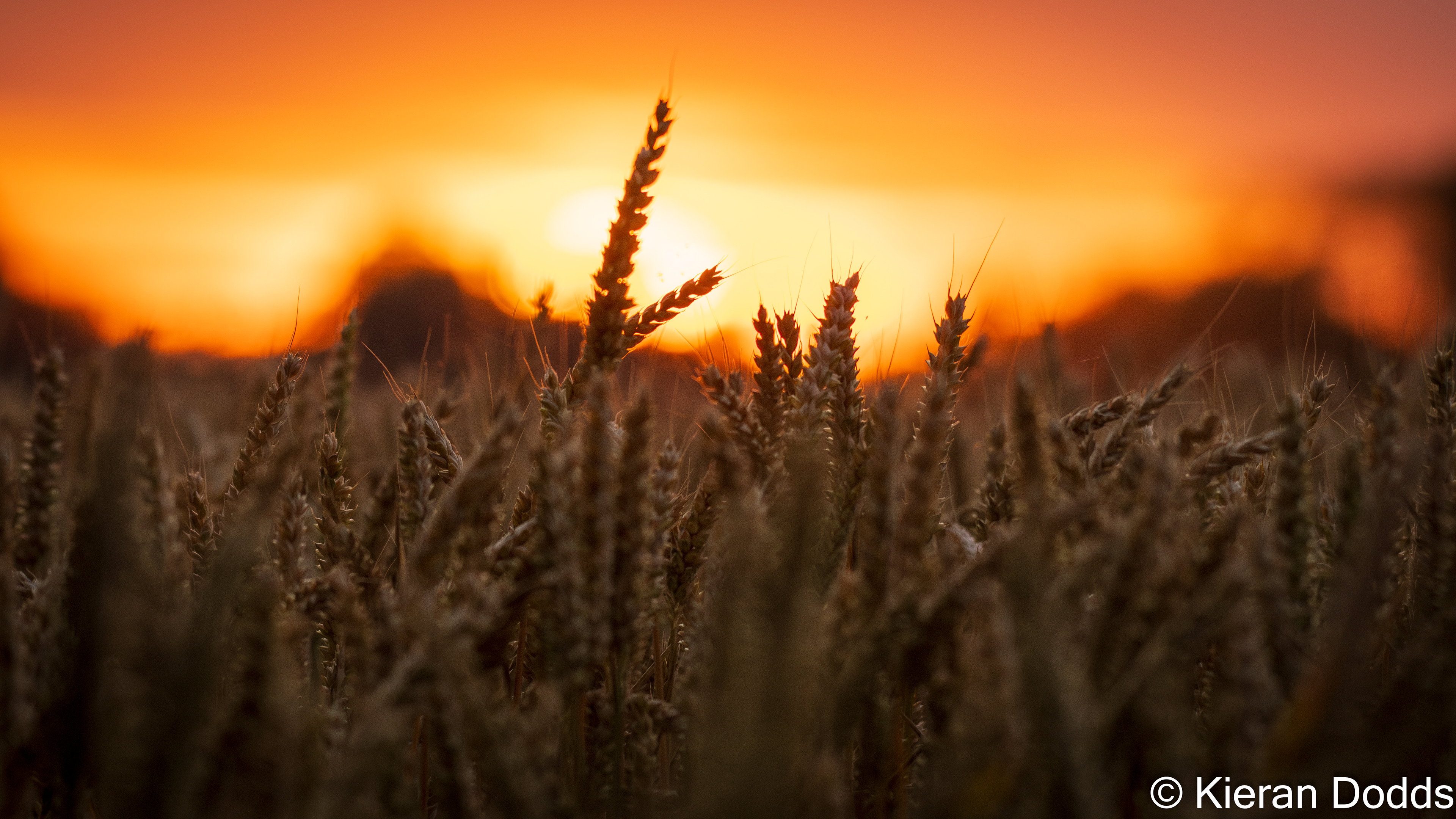 Ready for harvest, Aldingbourne