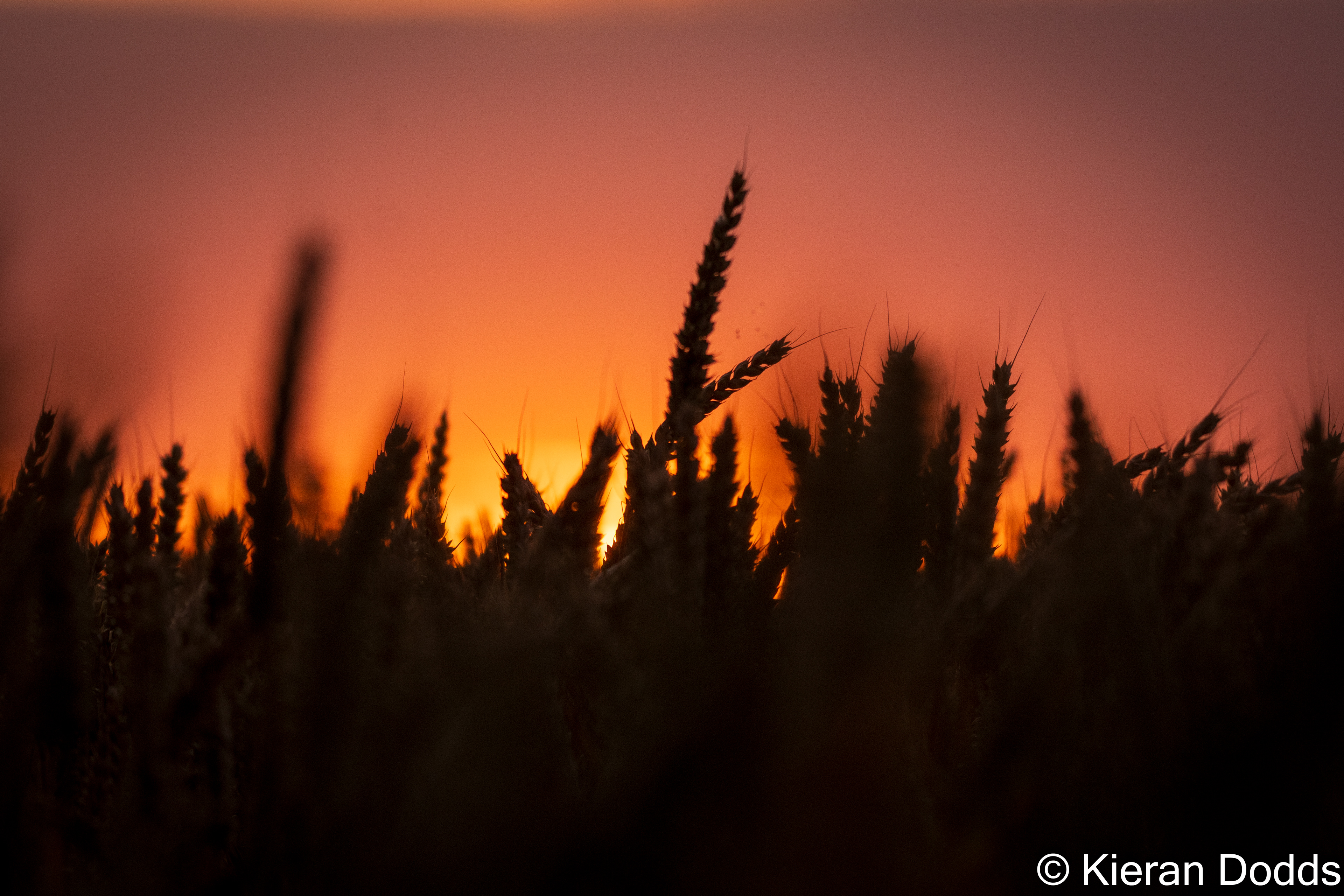 Serengeti Corn, Aldingbourne