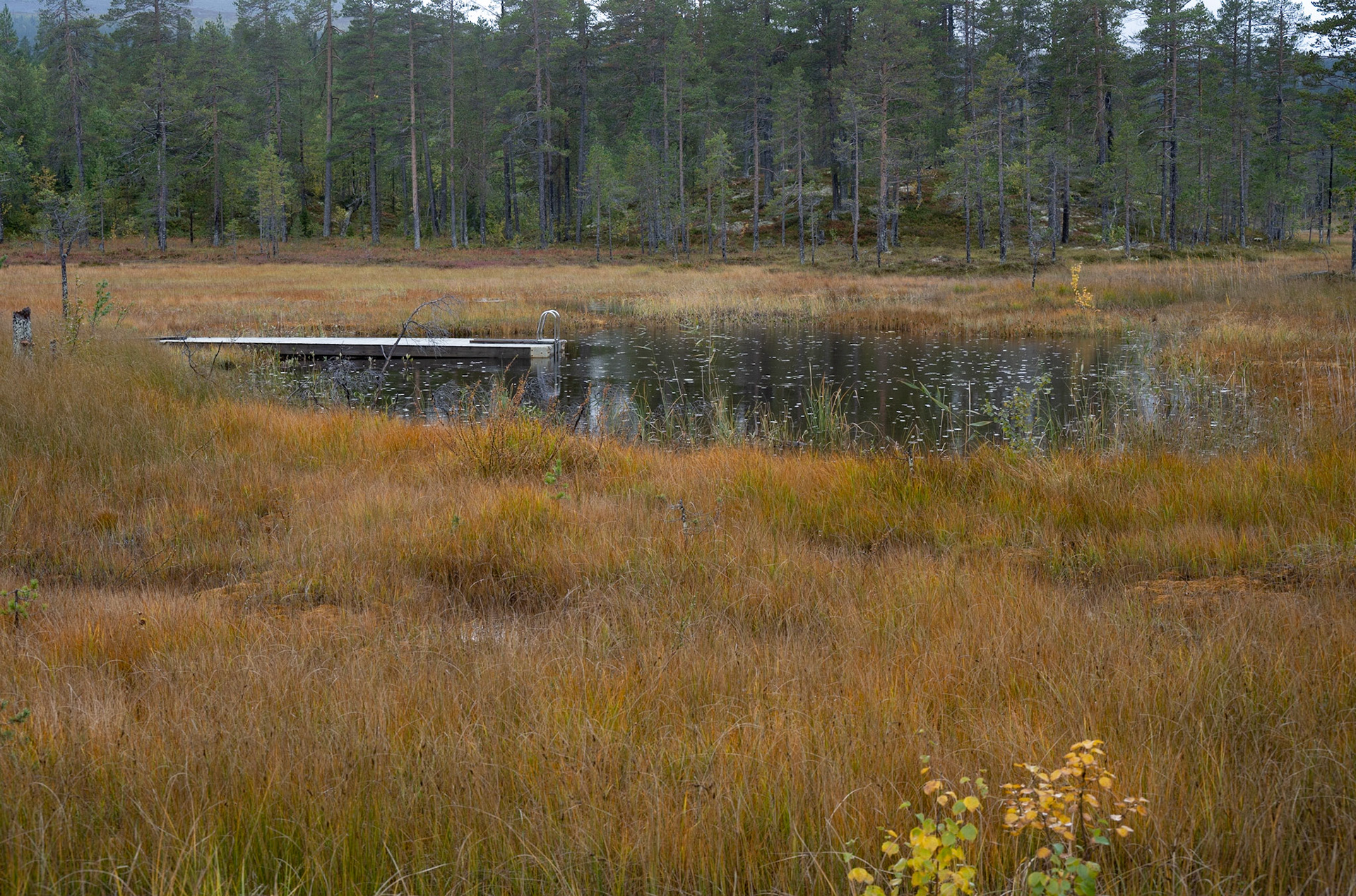 A natural swimming pool