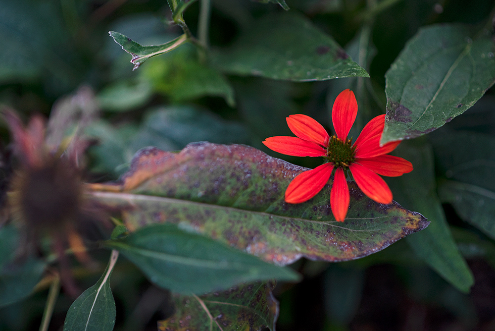 Coral Echinacea