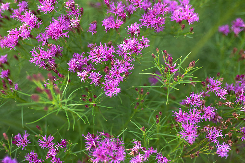 Ironweed