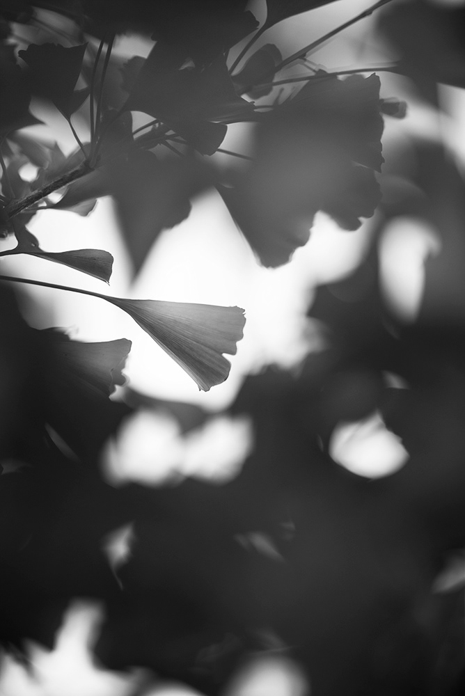 Gingko Leaves