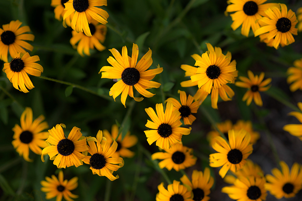 Rudbeckia