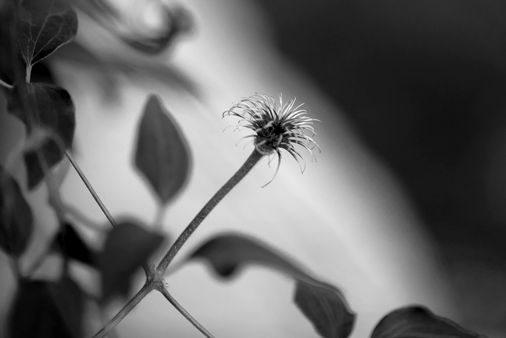 Clematis Center