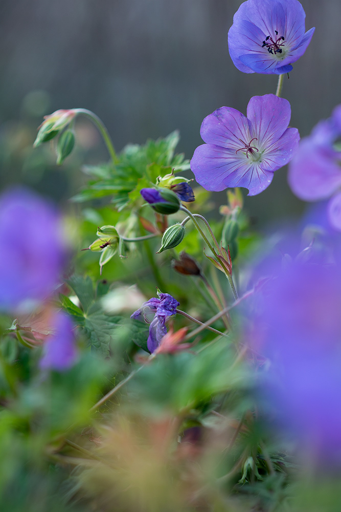 Wild Geranium