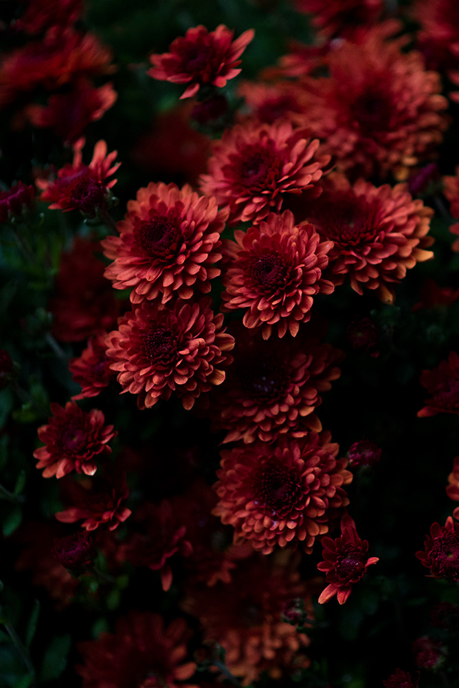 Bronze Chrysanthemum