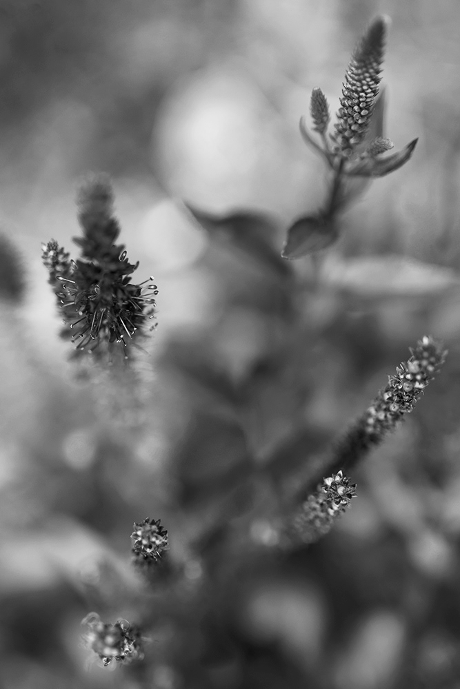 Speedwell