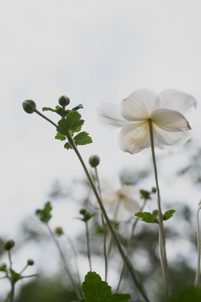 Anemone
