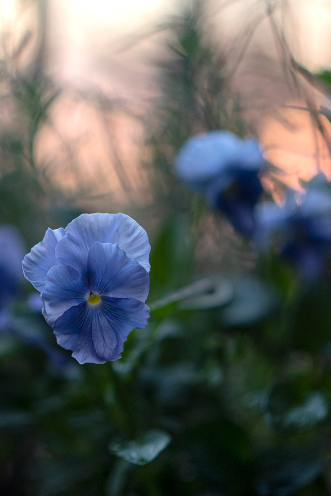 Pansy