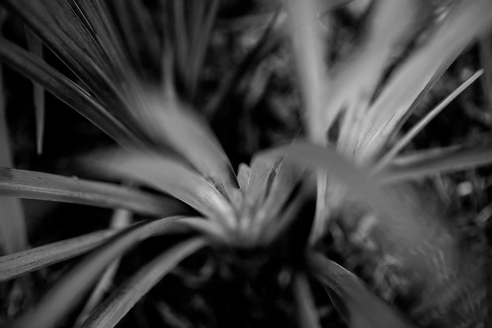 Iris Leaves