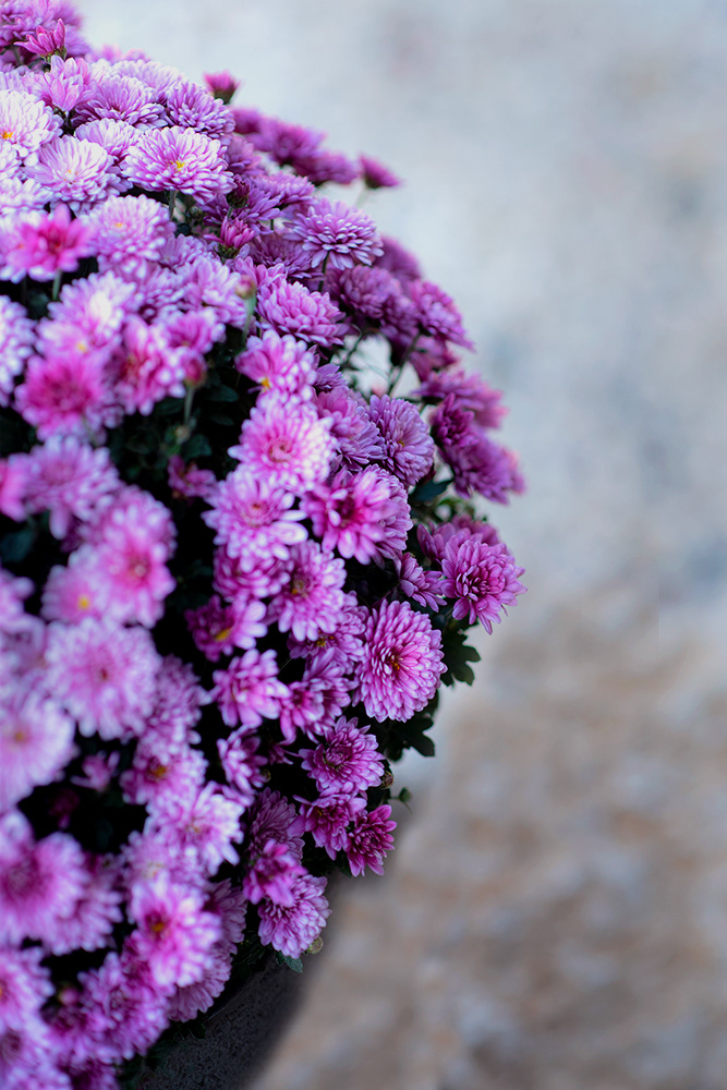 Purple Chrysanthemum