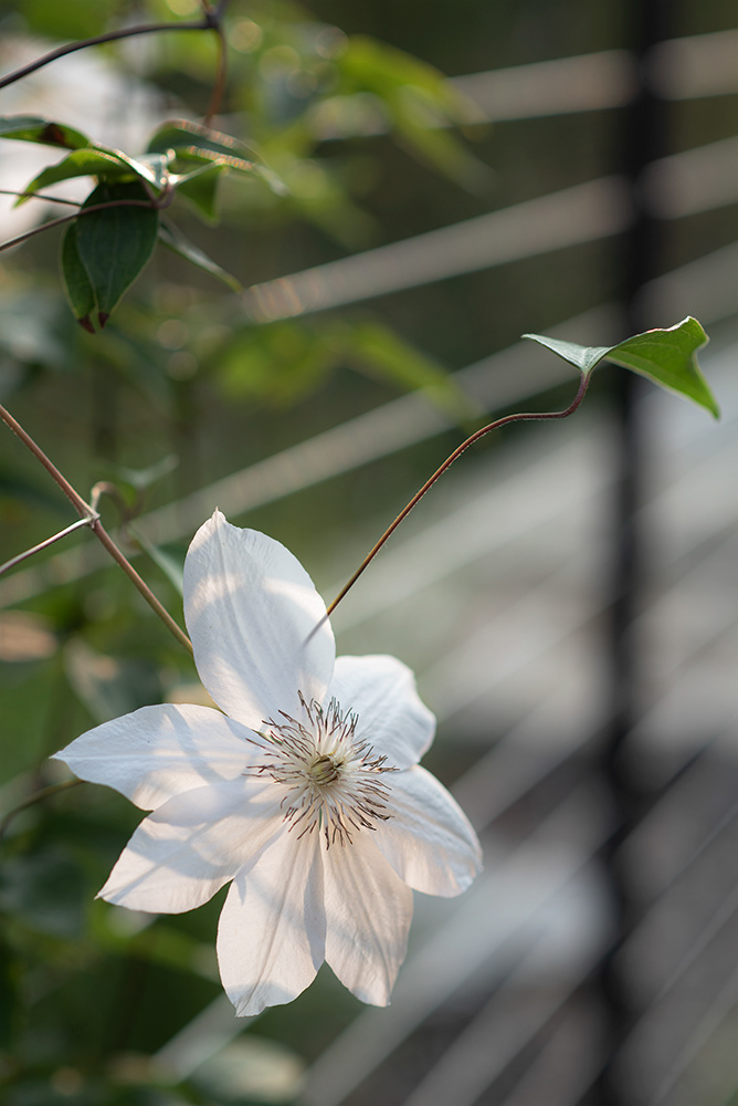 Clematis