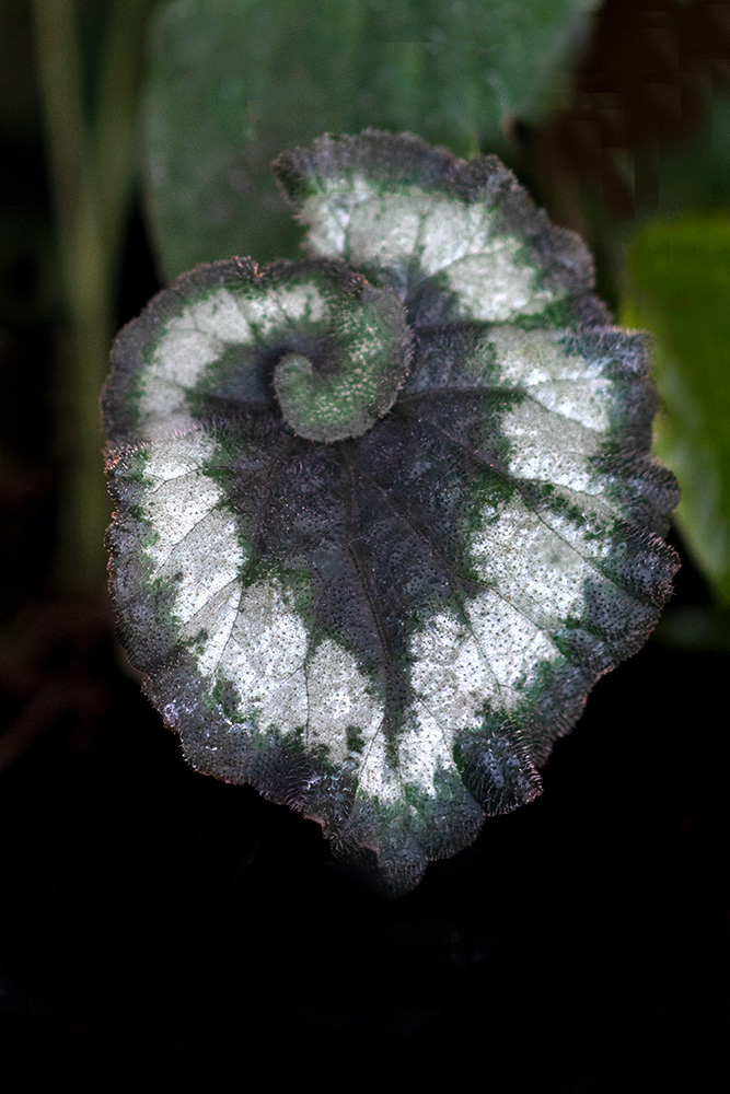 Escargot Begonia