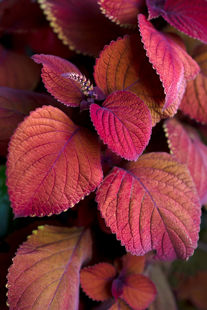 Coleus in Bloom