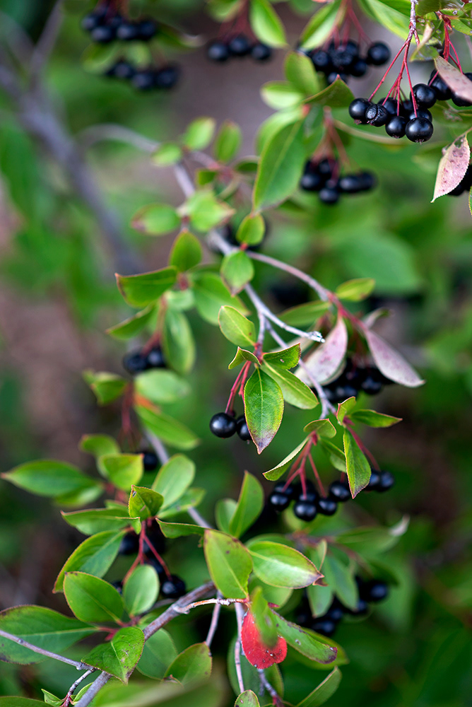 Chokeberry
