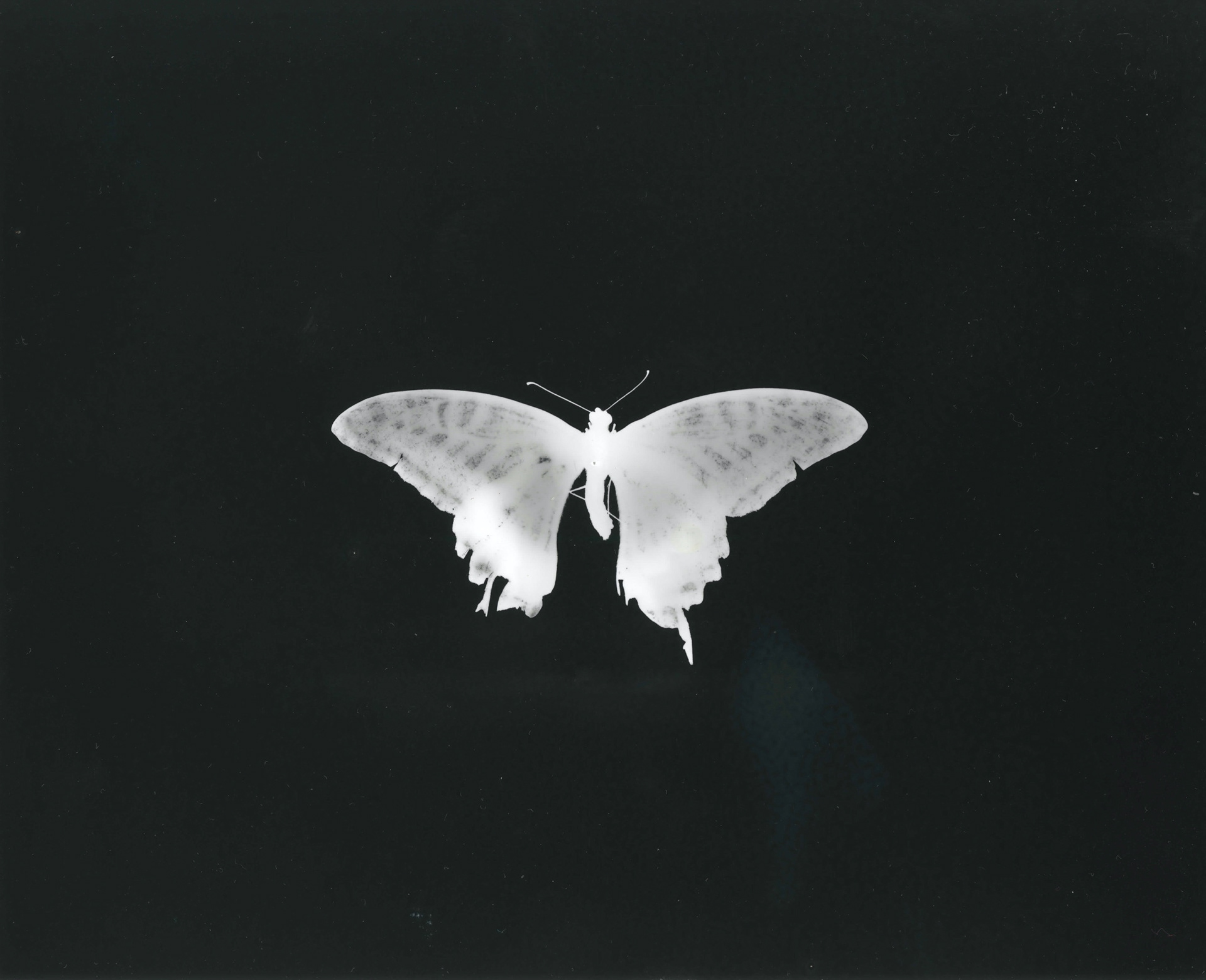 butterfly 2019/10 205*250