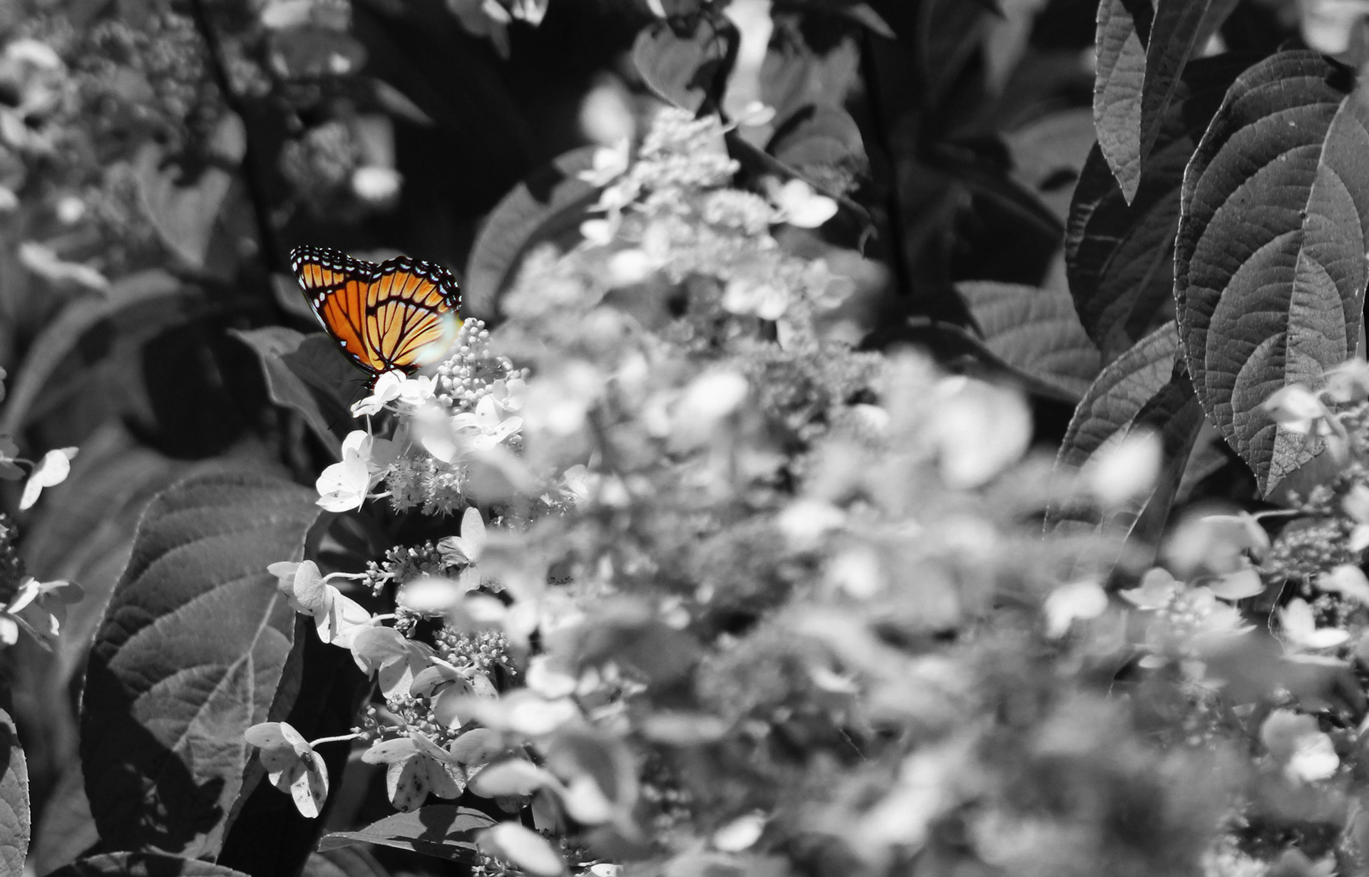 Hovey Pond Nature - 2019