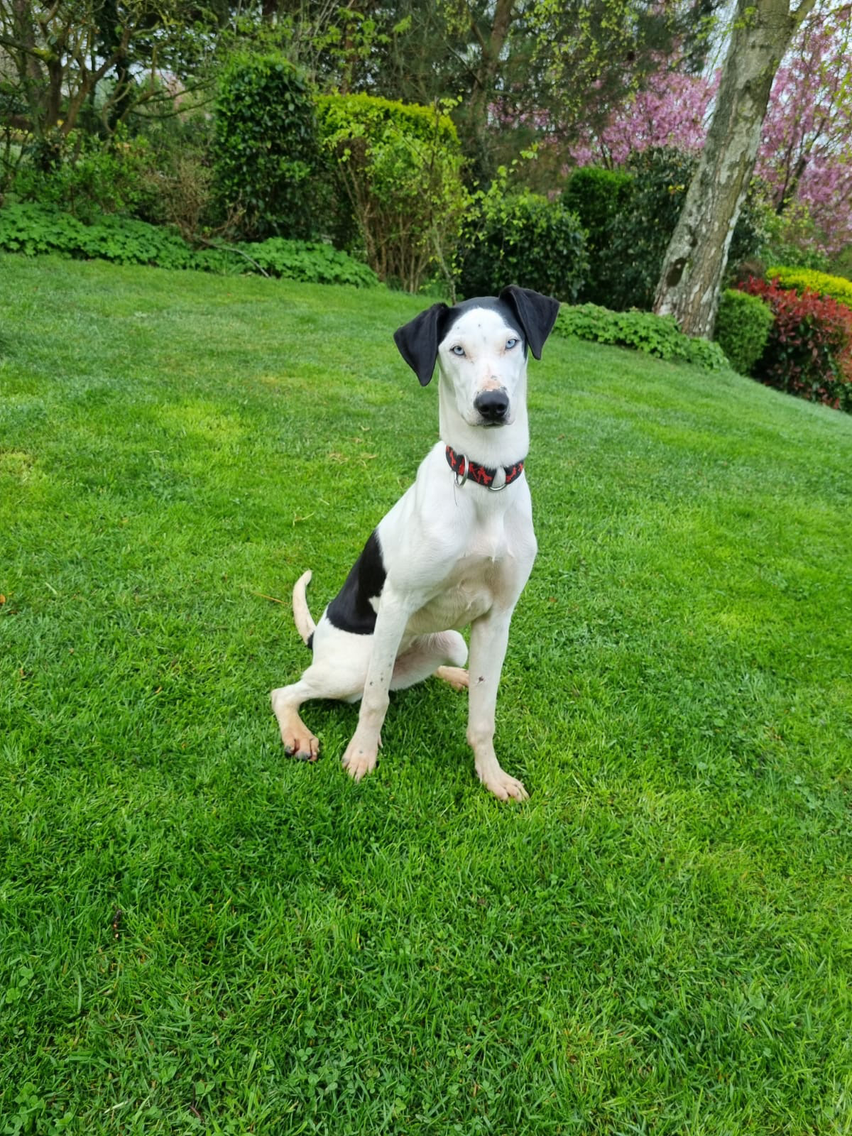 SMILEY "la vachette"