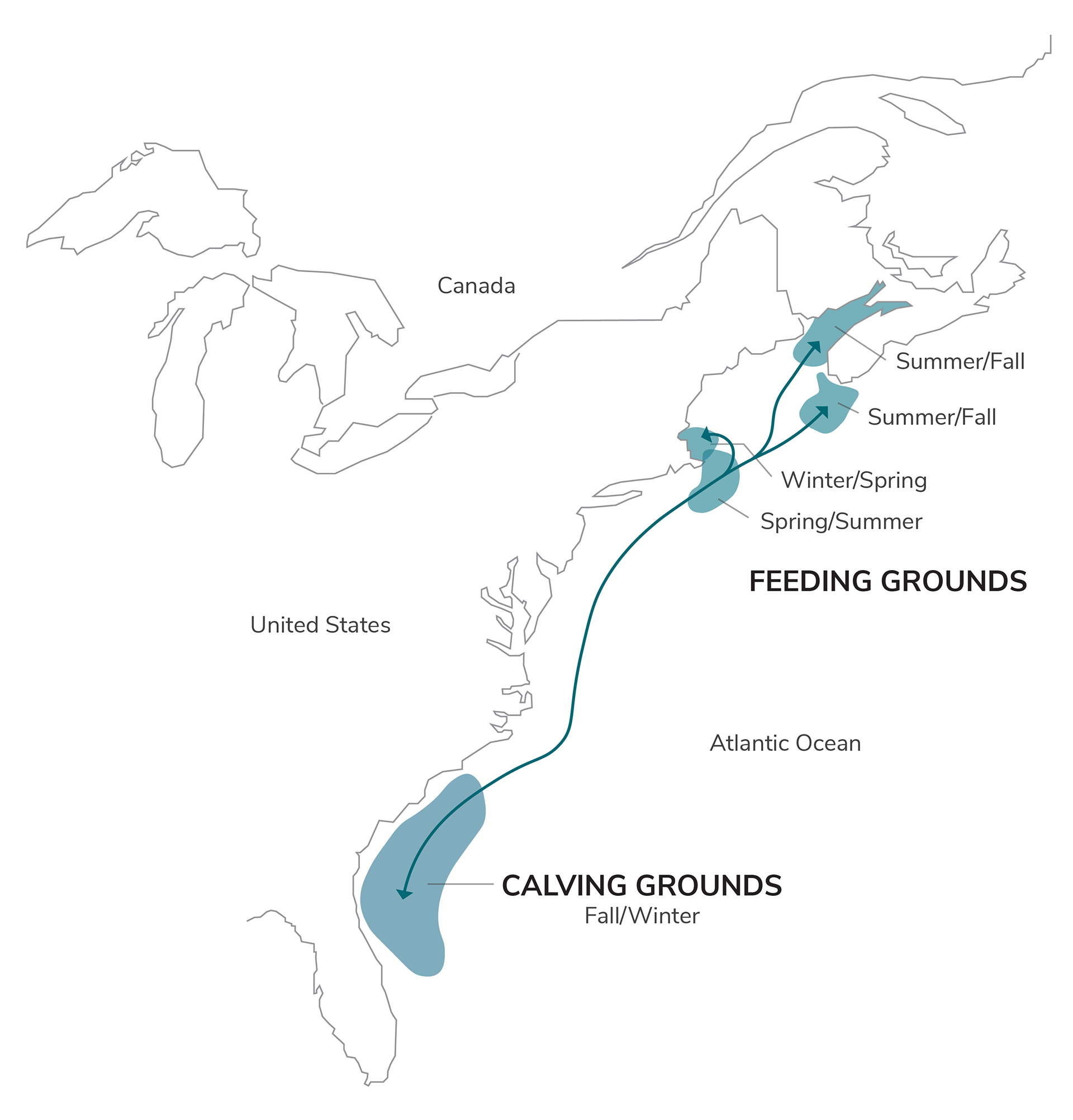 Redrawn from E. Paul Oberlander, “North Atlantic Right Whale,” Woods Hole Oceanographic Institution Graphics, Smithsonian, Accessed December 15, 2021. https://ocean.si.edu/ocean-life/marine-mammals/north-atlantic-right-whale