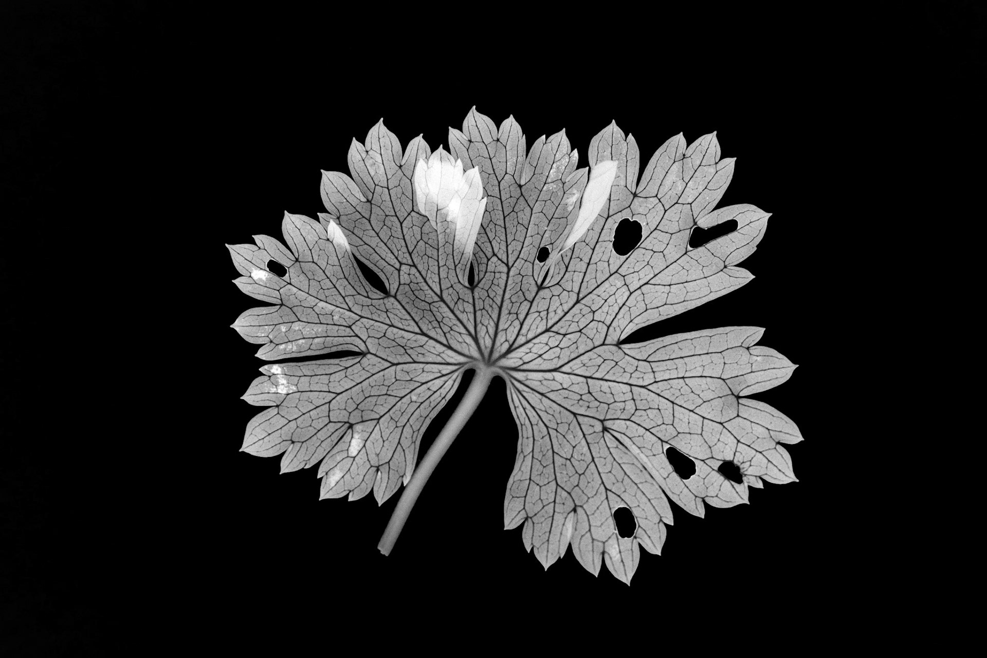 35/2026 - Shape With Light