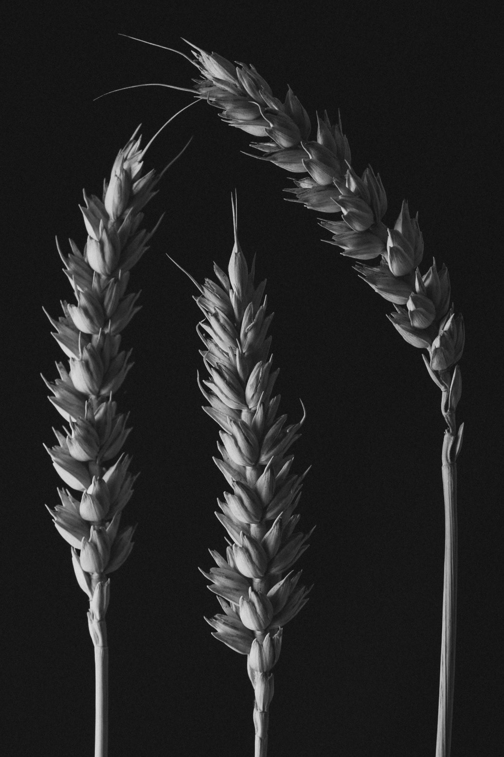 28/2025 - In The Style Of (Karl Blossfeldt)