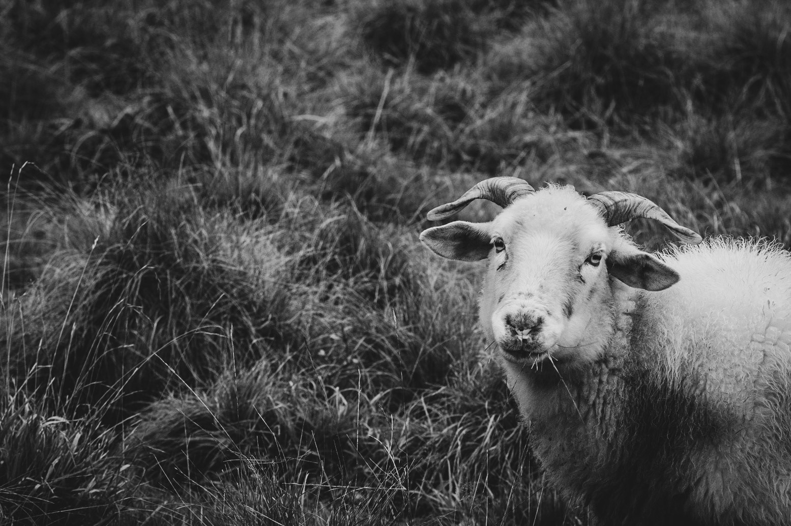 48/2022 - Animals