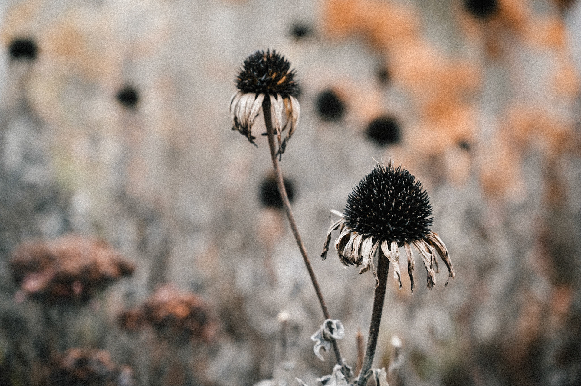 47/2023 - Nature