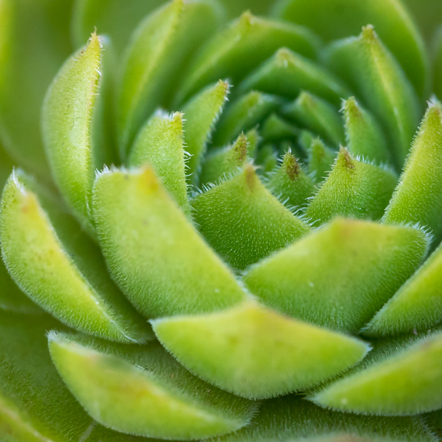 PEF1910 Cactus plant