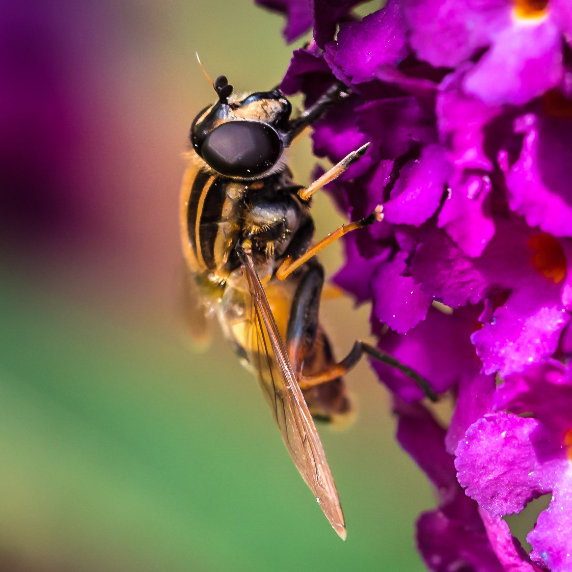 PEF1295 Hoverfly