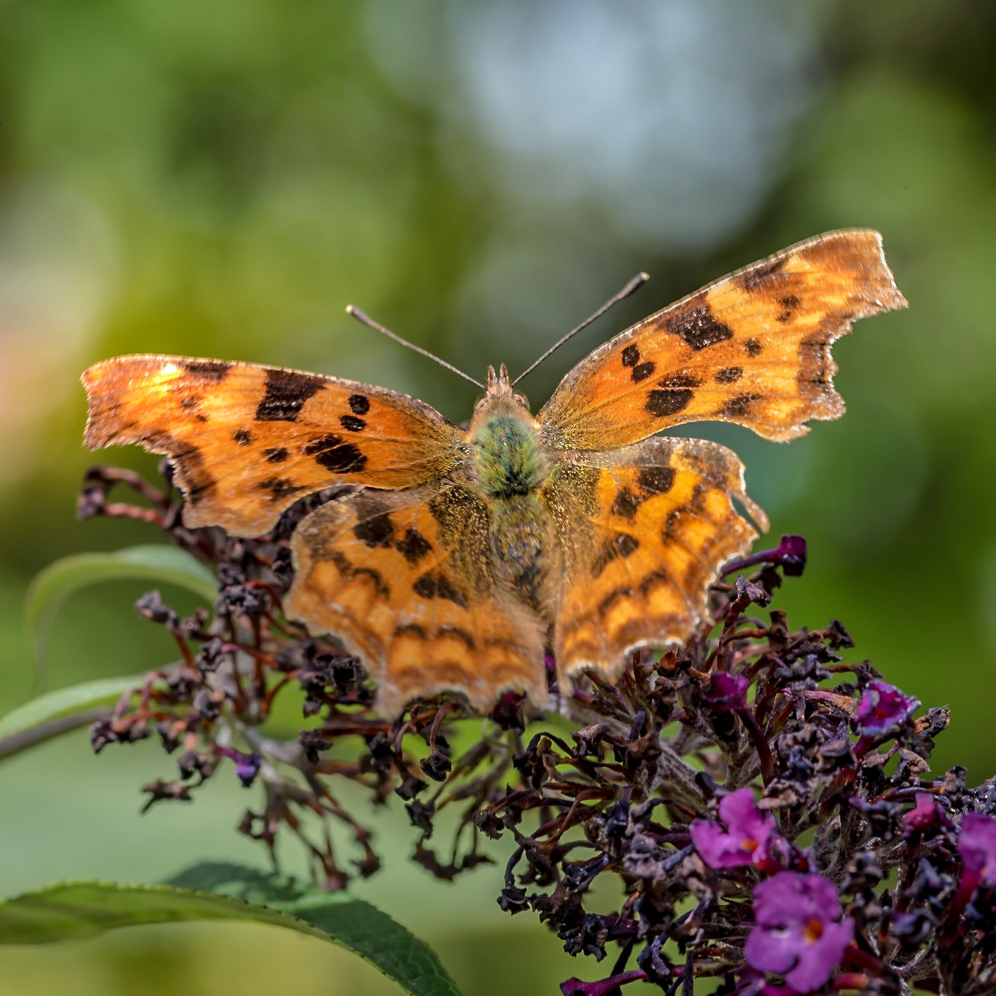 PEF1107 Comma Butterfly