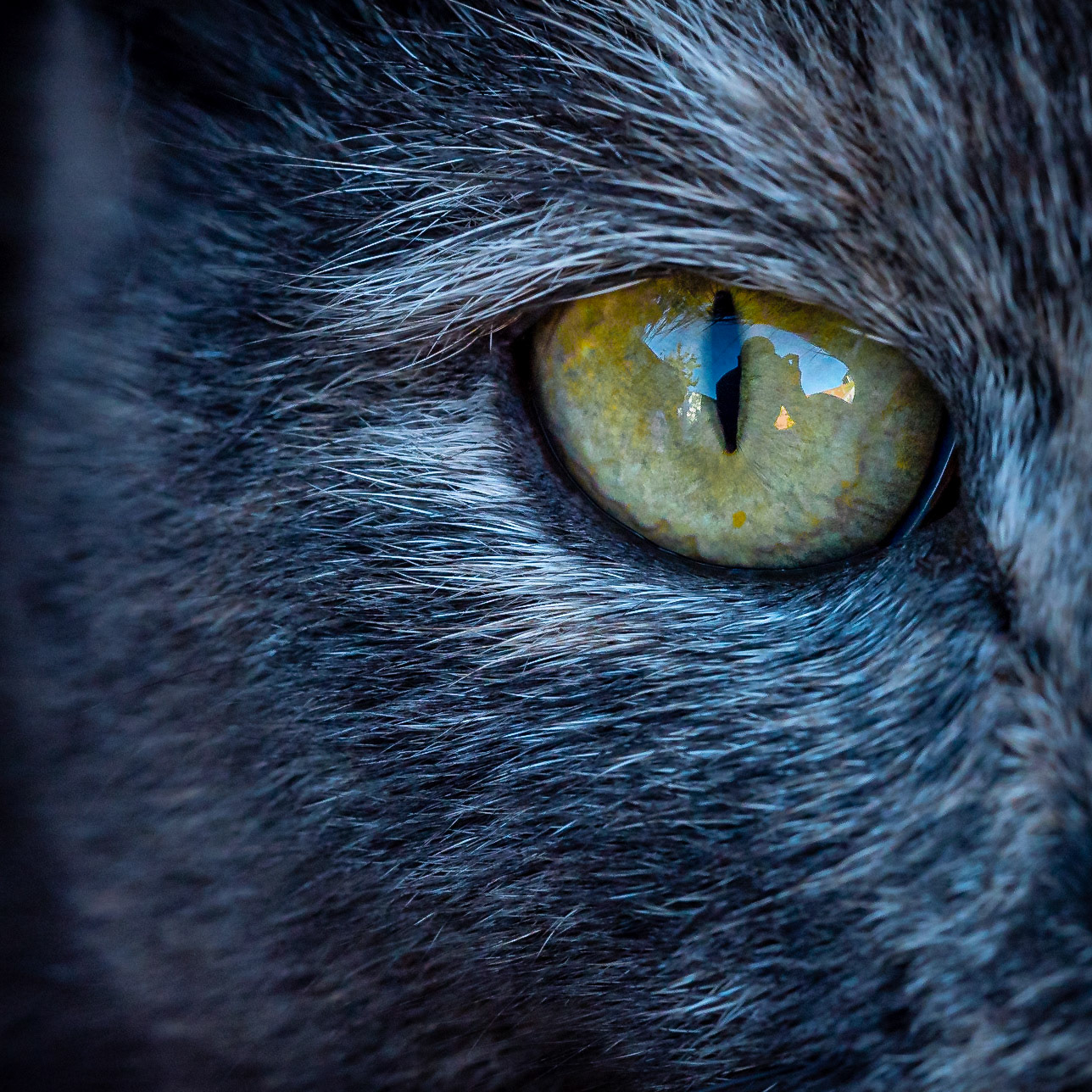 PEF2680 Cats Eye