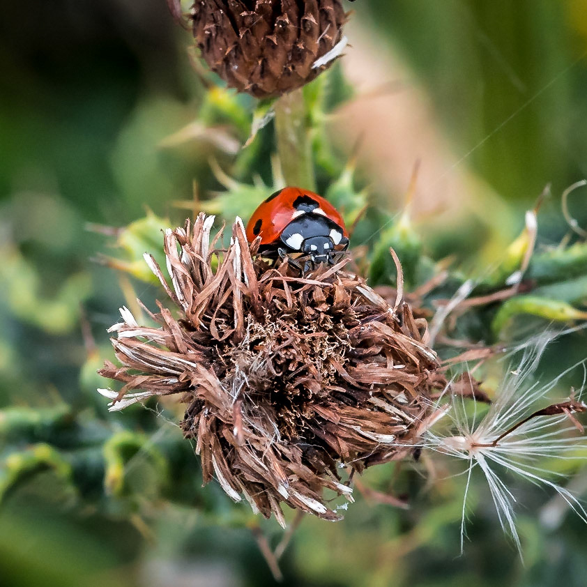 PEF1416 Ladybird
