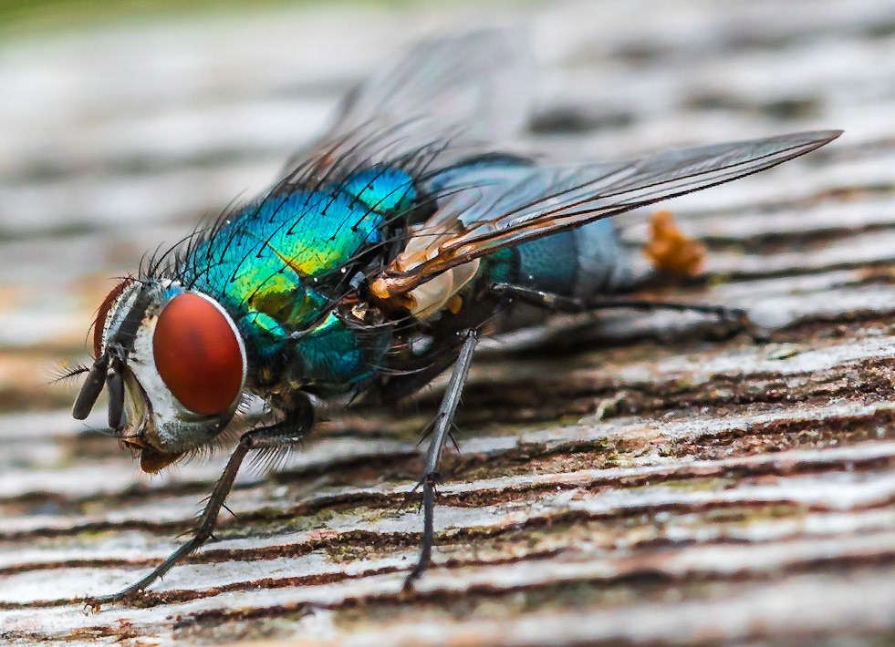 PEF1655 Bluebottle Fly