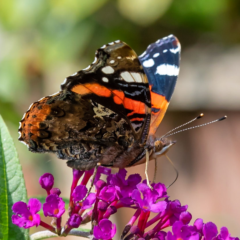 PEF2919 Red Admiral Butterfly
