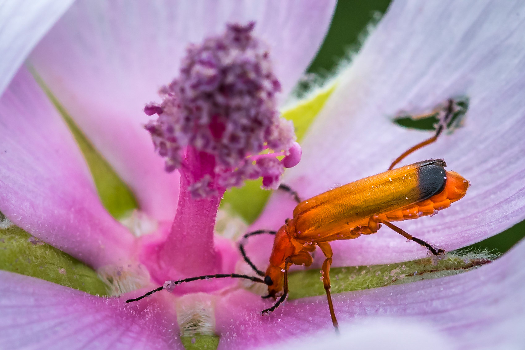PEF1457 Soldier Beetle