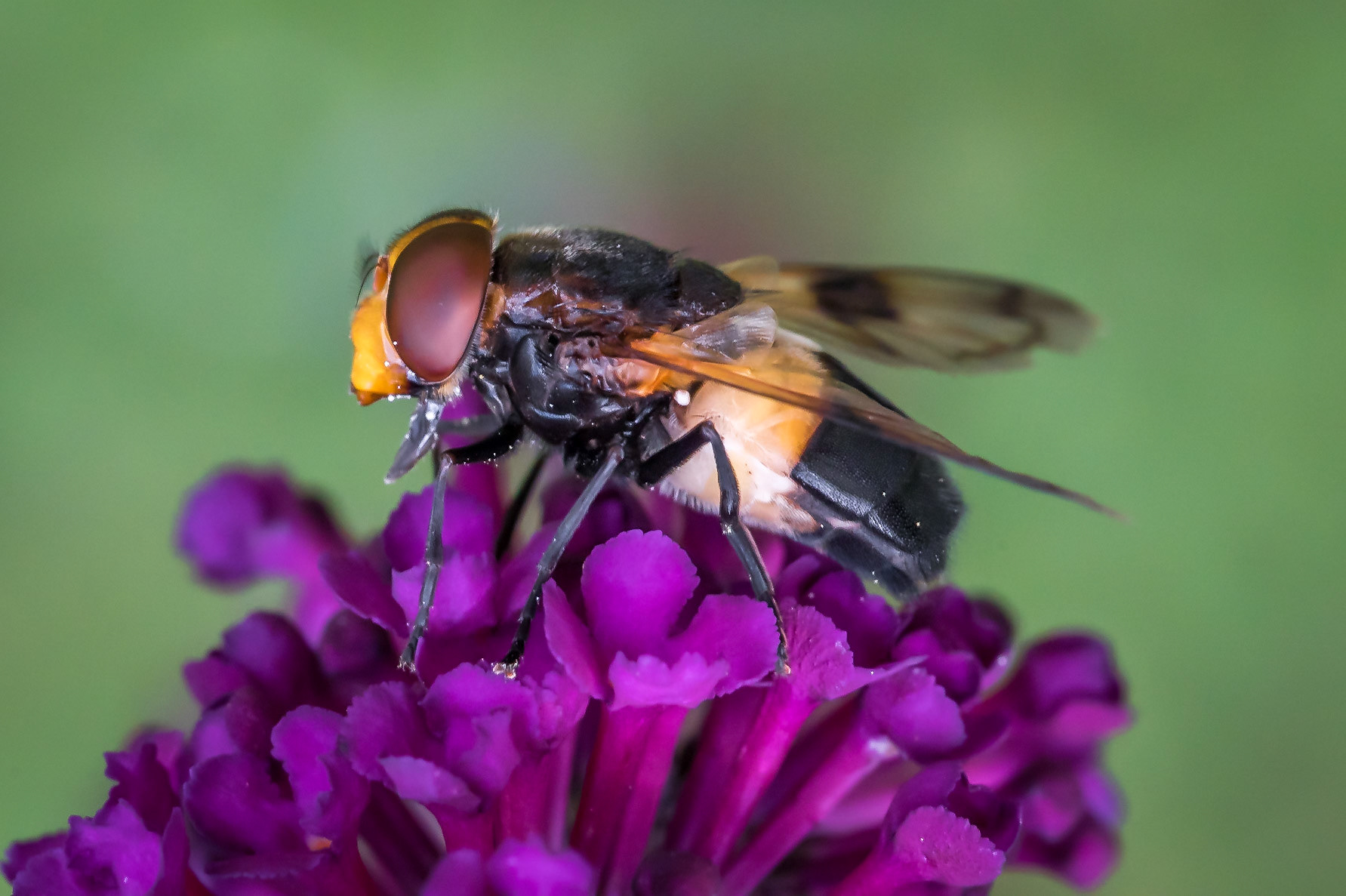 PEF2480 Pellucid Hoverfly