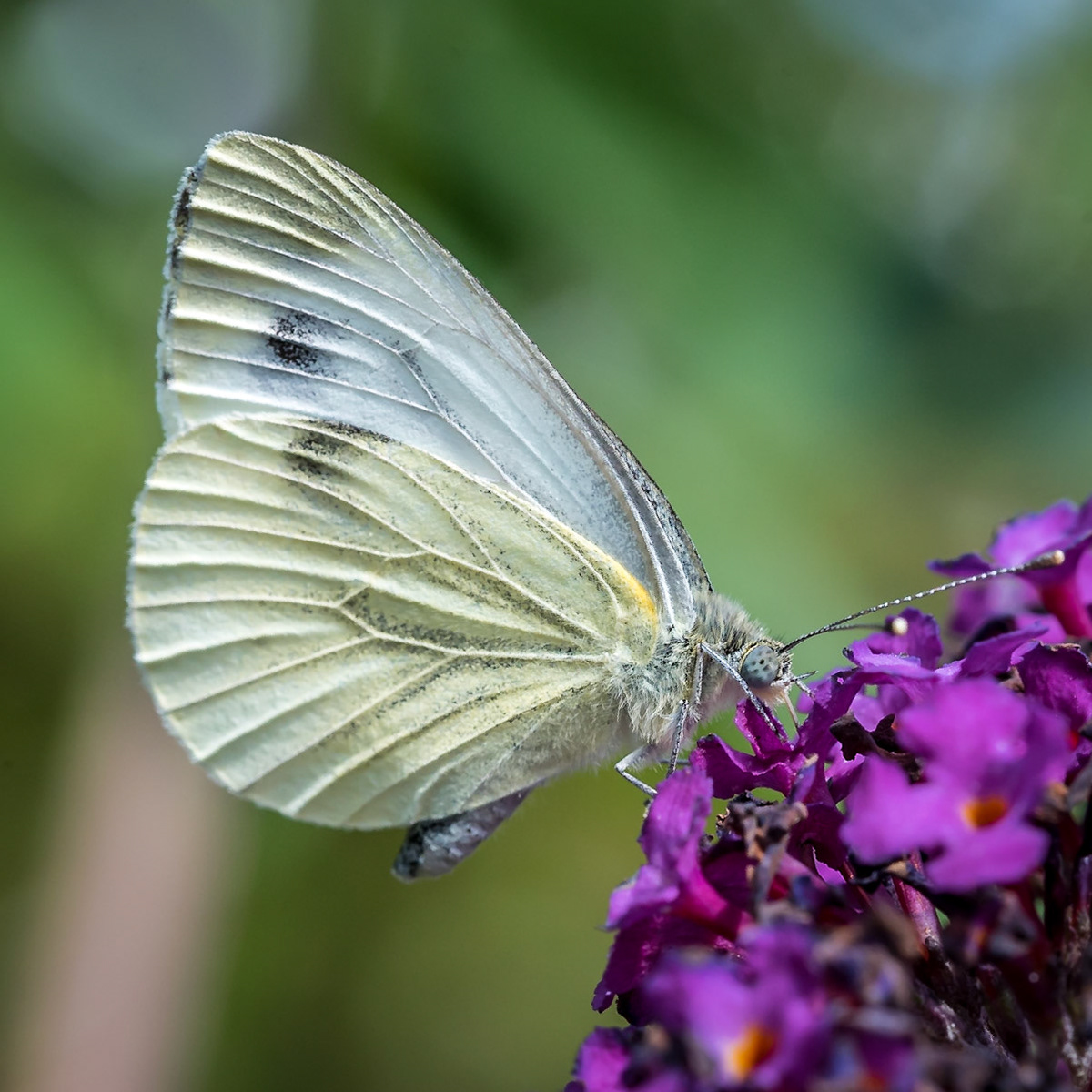 PEF2378 Cabbage White Butterfly