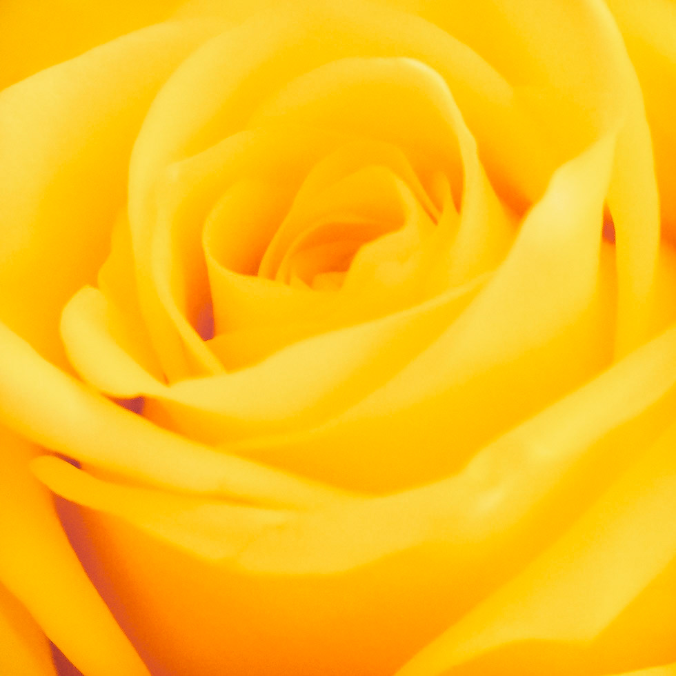 PEF2799 Yellow Rose
