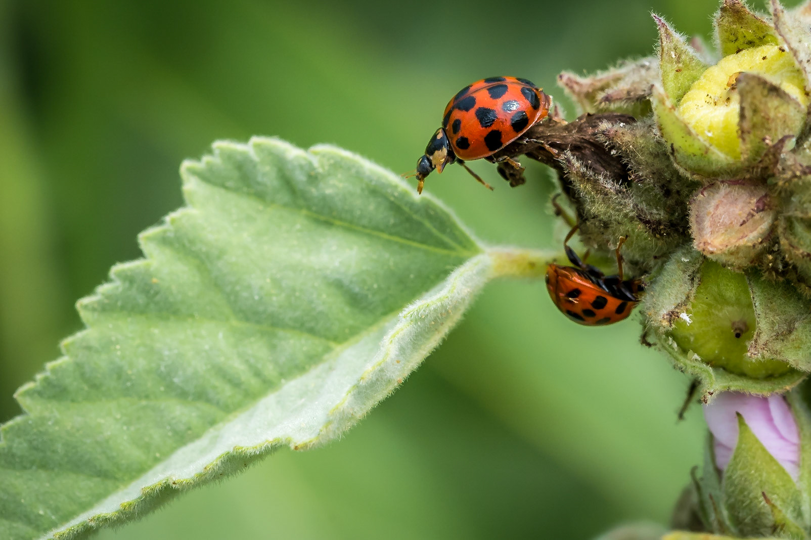 PEF1517 Ladybirds on plant
