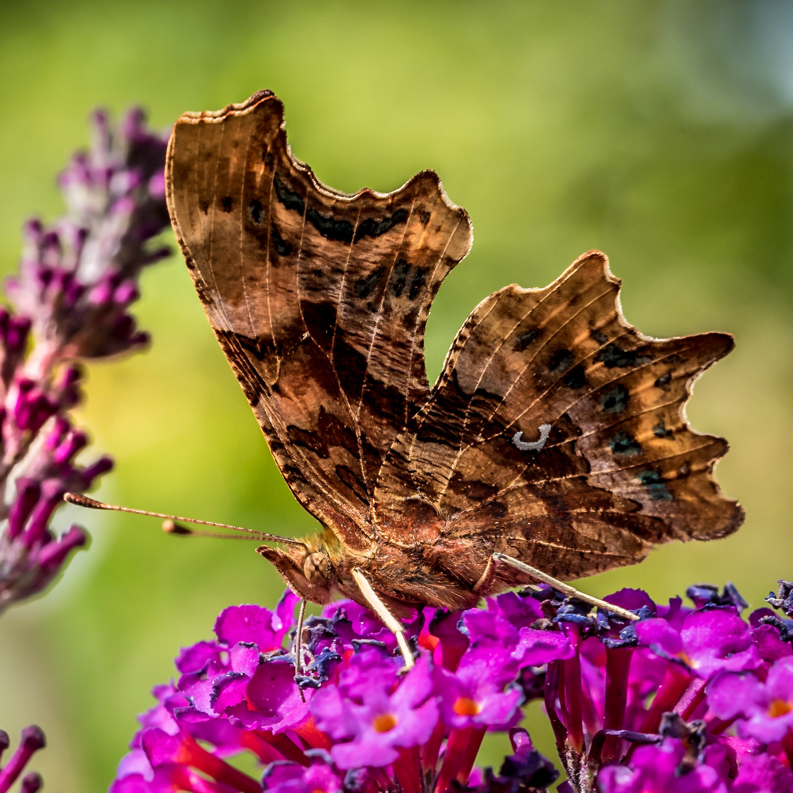 PEF1328 Comma Butterfly