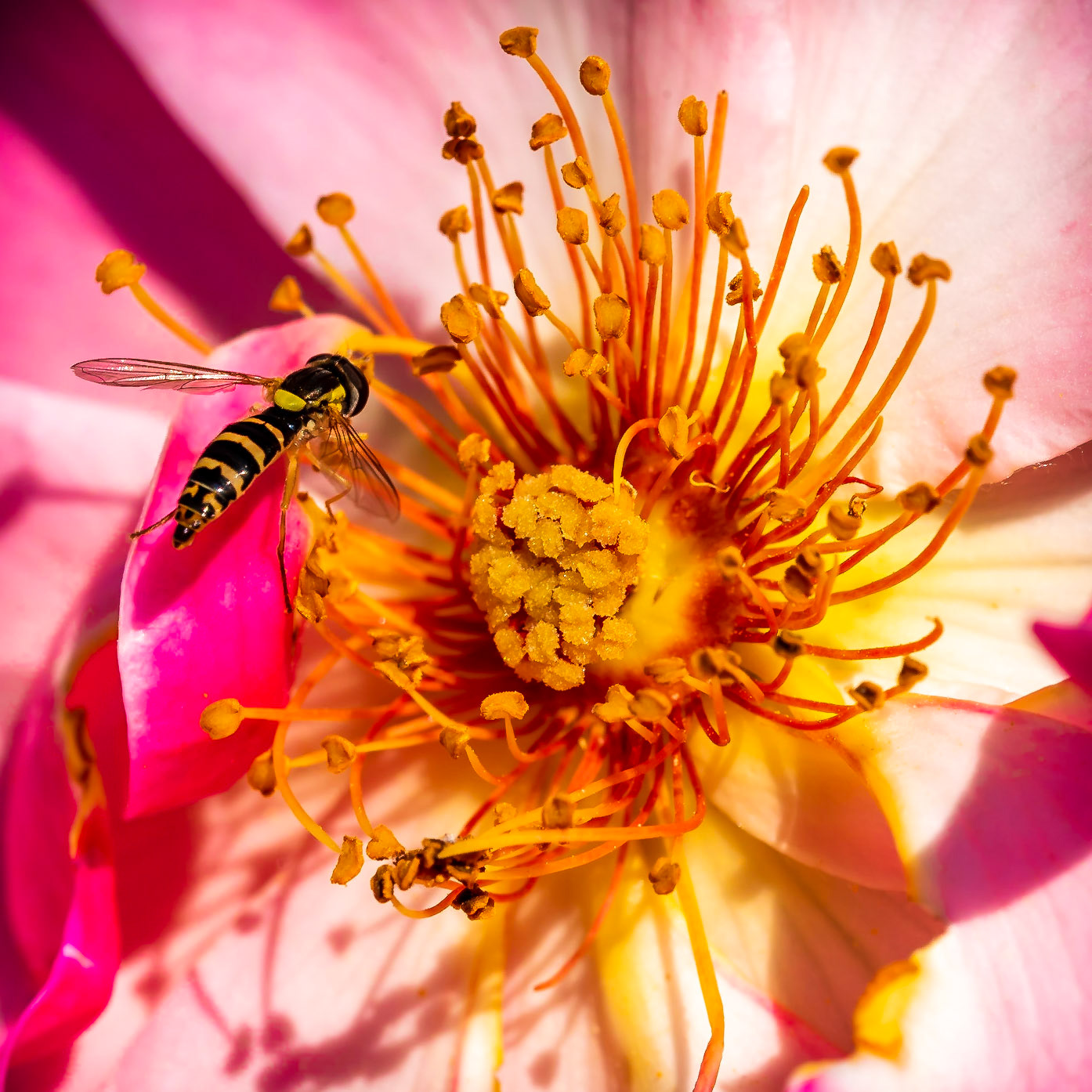 PEF2771 Hoverfly on Rose