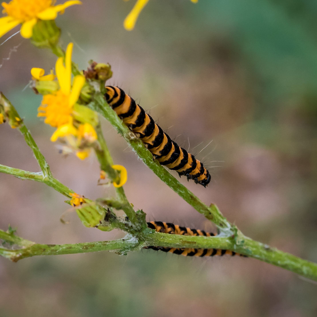 PEF1401 Cinnabar Moth Caterpillar