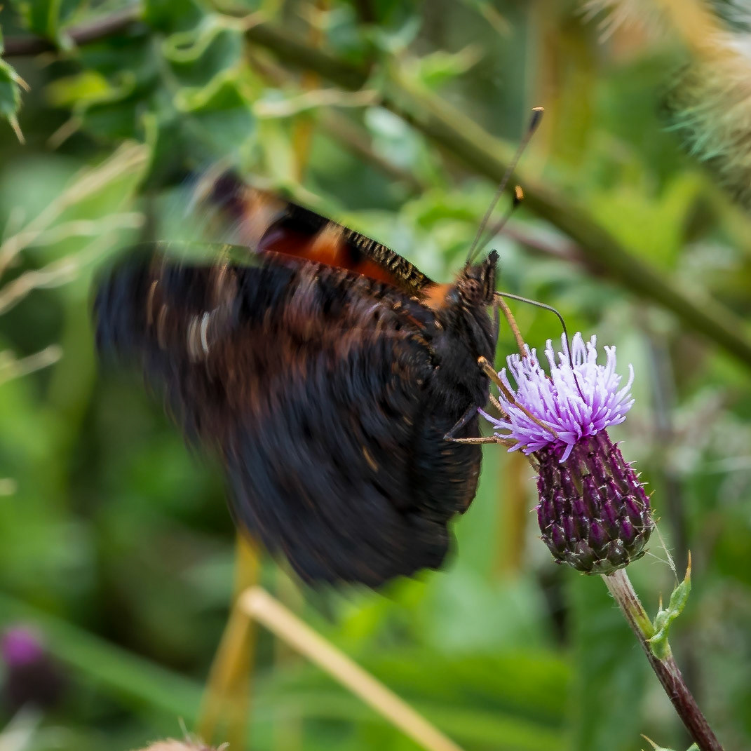 PEF1506 Peacock butterfly taking off