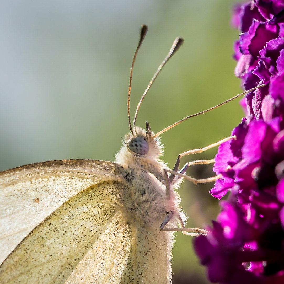 PEF2221 Cabbage White Butterfly