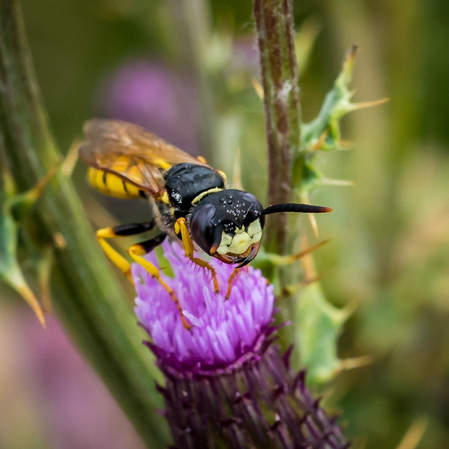 PEF1455 Wasp
