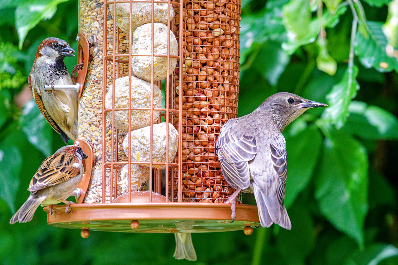 29-05-23 - Fledgling.