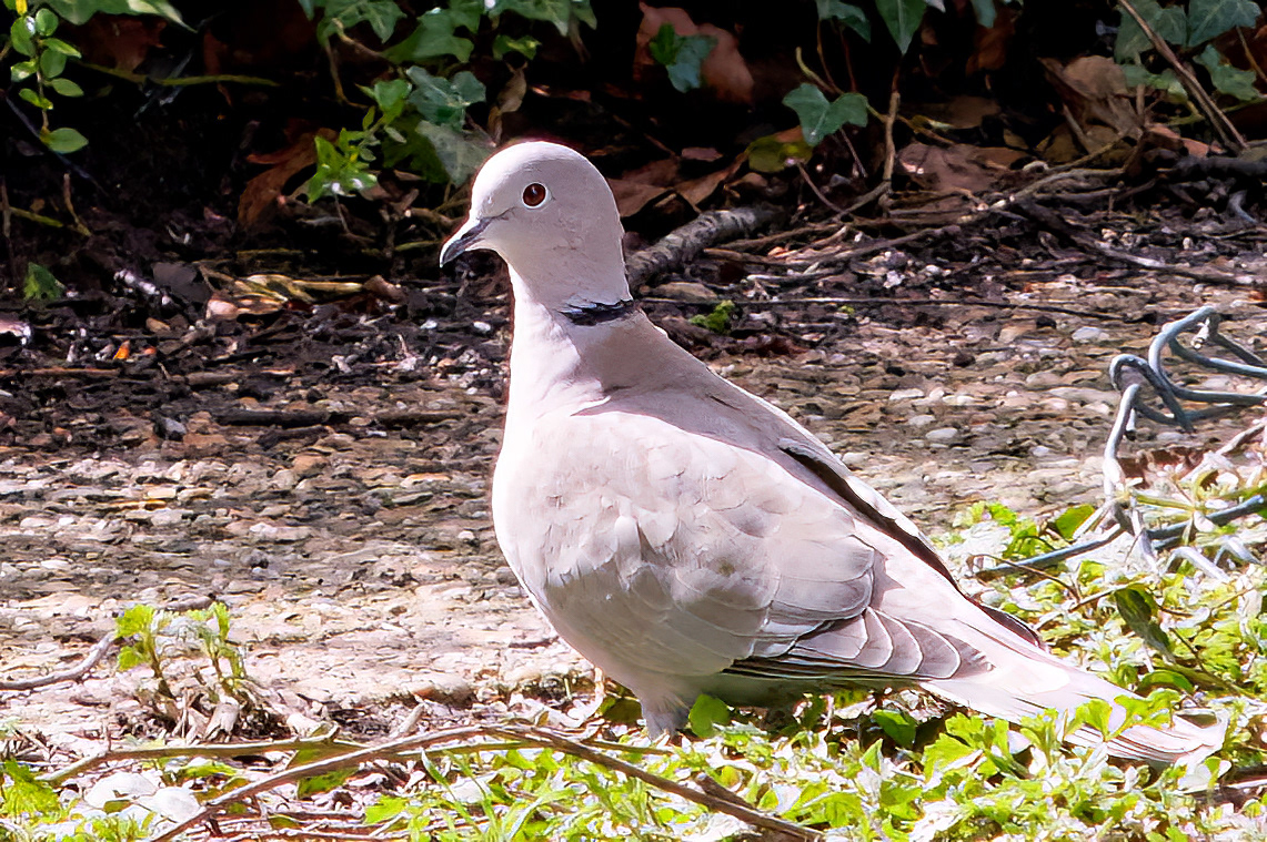 06-04-23 - Z7+Dumb adapter+40 yr. old Olympus Zuiko f.3.5 135mm. 25 feet away.