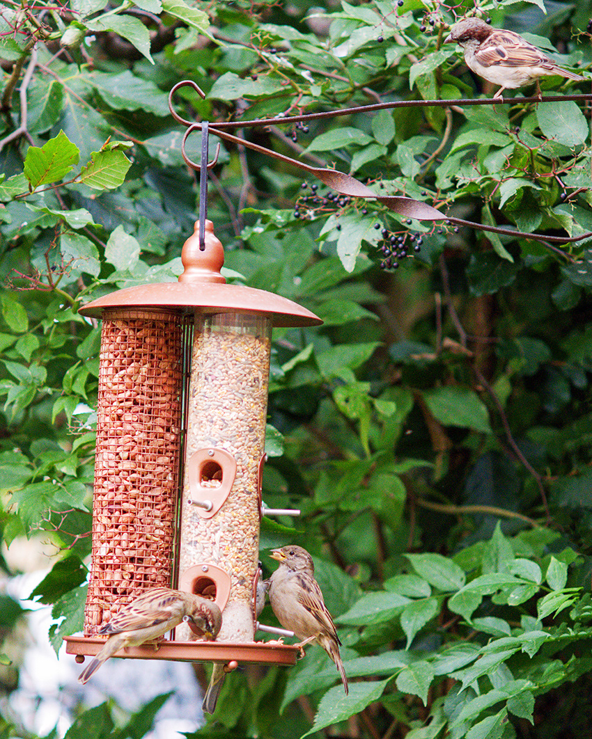 25-09-23 - Z7+Dumb adaptor+Zuiko 135mm.